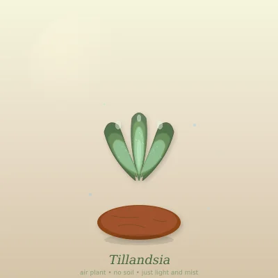Tillandsia